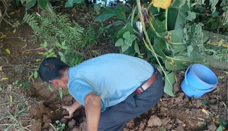 Một trong những khó khăn mà ông Sáng gặp phải khi bắt lươn ở Hà Nội là khâu đào giun làm mồi