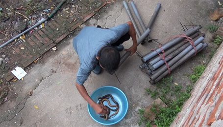 Ông Sáng  gắn bó với nghề bắt lươn đã được 34 năm