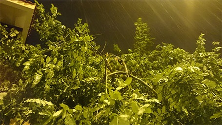 Nhiều cành của 1 cây to tại trường THCS Tô Hoàng (Hai Bà Trưng - Hà Nội) bị bẻ gãy (