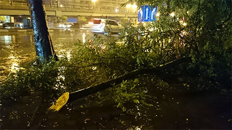 Cành cây bị gẫy trên phố Tây Sơn (