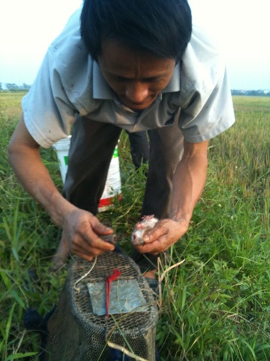 Bẻ gãy răng chuột để chúng không cắn được.