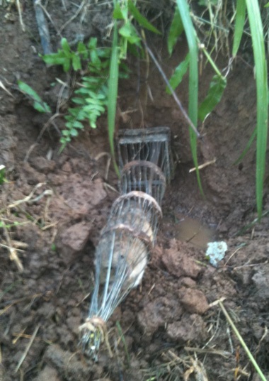 Và đổ nước vào hang