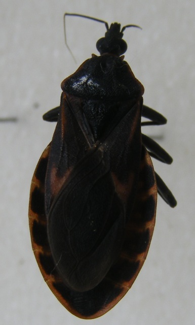 Con bọ xít được bắt tại nhà bà Xuyến - Ảnh: Doãn Công.