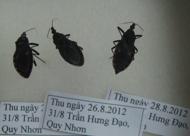 Phát hiện thêm 5 con bọ xít hút máu người