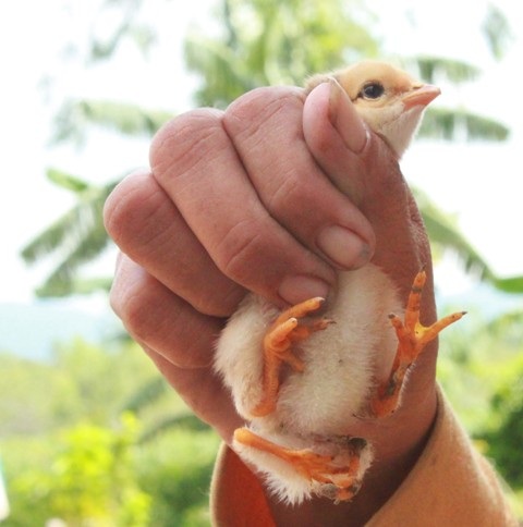 Chú gà con nhà chị Tuyết có 4 chân kỳ lạ.