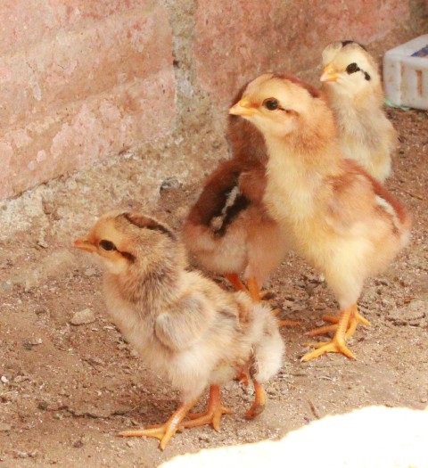 Chú gà khỏe mạnh bình thường như các chú gà nở cùng.