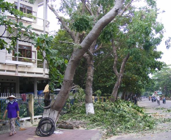 Những cành cây to trên đường Hai Bà Trưng được chặt tỉa gọn gàng trước khi bão đổ bộ vào đất liền.