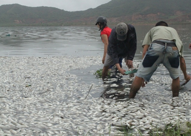 Người dân lội xuống hồ để vớt cá