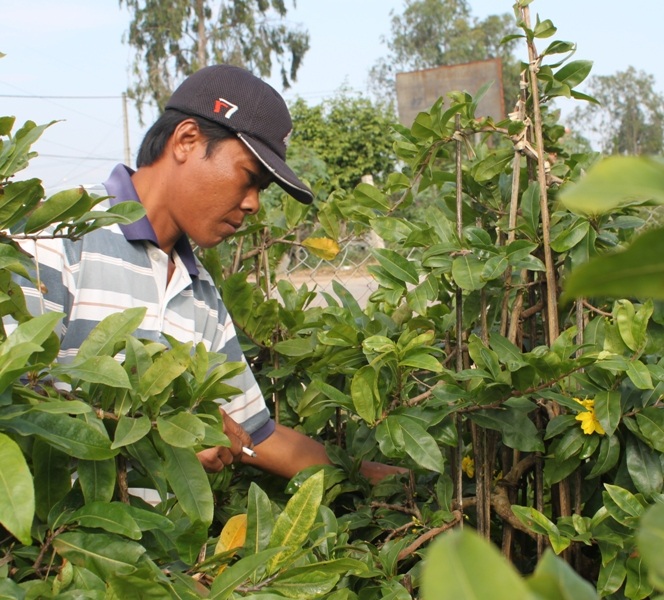 Anh Nguyễn Tặng đang lặt bỏ những nụ hoa đã to