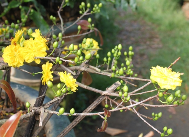 Hoa cười, người khóc