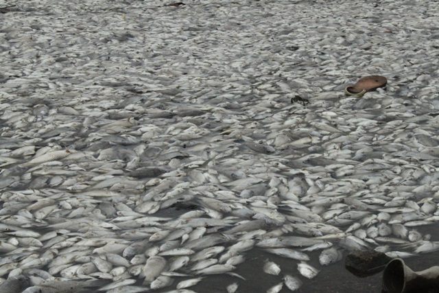 Cá chết dày đặc hồ