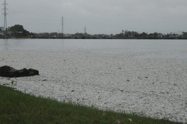 Cá chết nổi trắng dọc theo bờ hồ