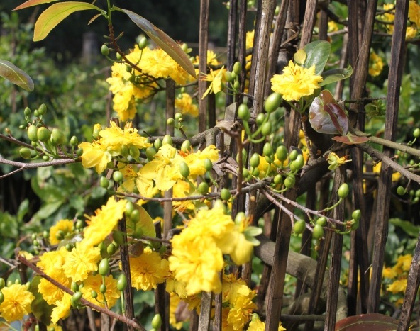 Hoa cười, người khóc