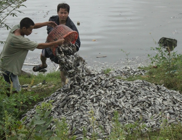 Nếu vớt hết số lượng cá chết lên đến vài tấn
