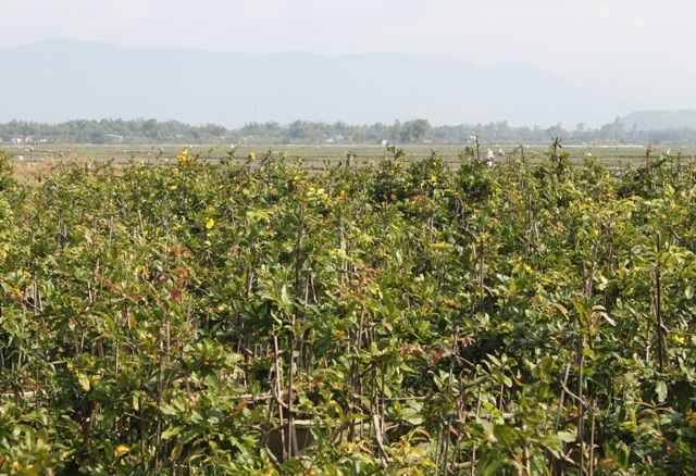 Đa số các vườn hoa lác đác nở, búp to hơn so với năm ngoái