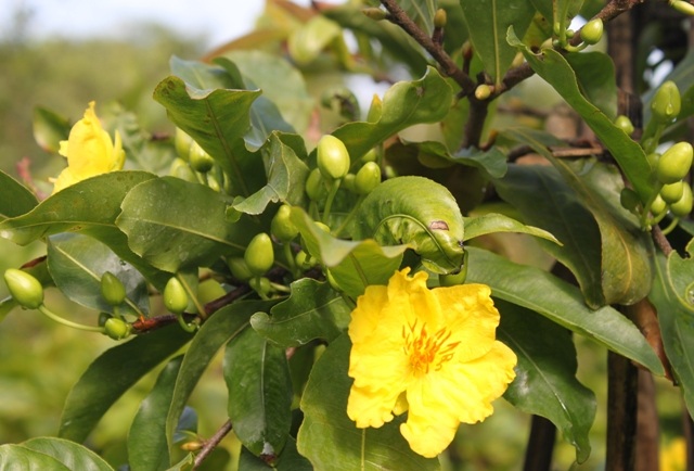 Chưa nhặt lá nhưng hoa nở xòe, nụ to