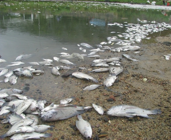 Xác cá nằm trắng như sao