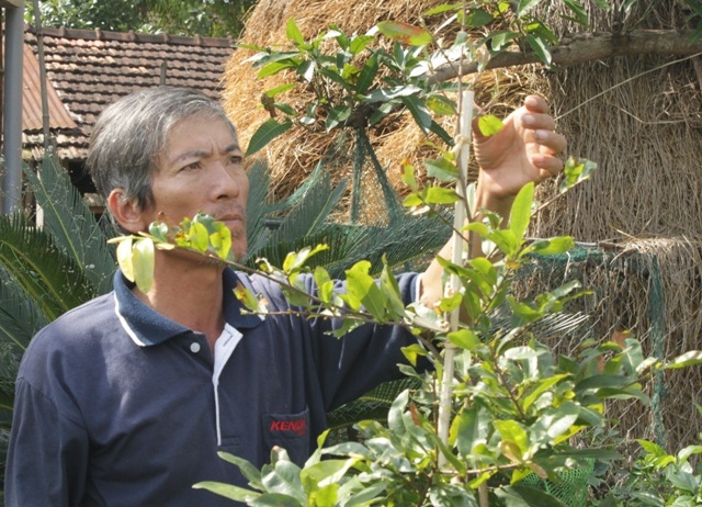 Ông Tài nhận định mai tết năm nay sẽ hiếm, ít hoa hơn