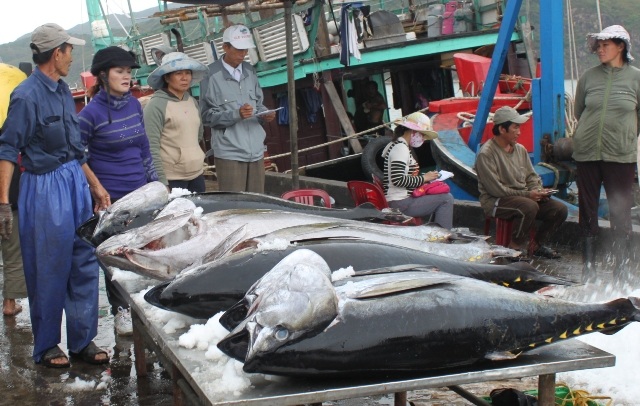 Câu cá ngừ đại dương bằng đèn cao áp, lợi bất cập hại - 2 Sản lượng tăng cao nhưng giá cả giảm mạnh do được câu bằng đèn cao áp