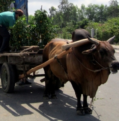 Xe bò chở hoa Tết gây họa trên đường