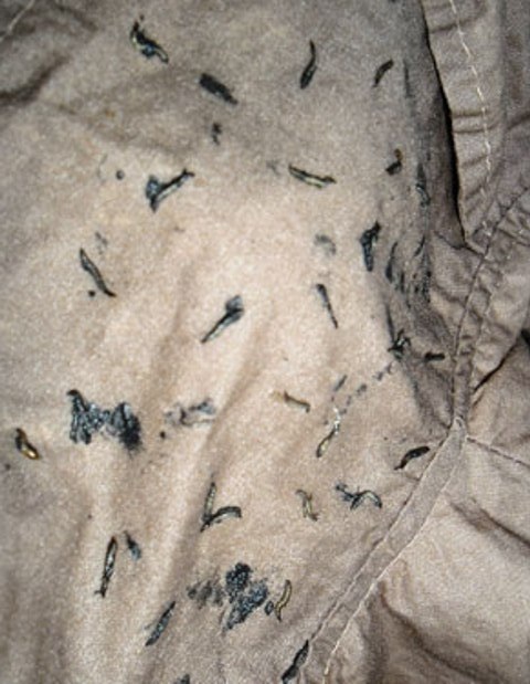 Sinh vật lạ trong quần áo may sẵn khiến người dân hoang mang chỉ là ấu trùng ruồi giả ong