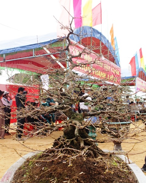 Cây mai được tạo theo thế thác đổ rất giá trị