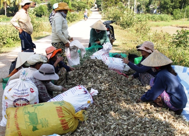Người trồng kiệu Tết Phù Mỹ phấn khởi vì được mùa, được giá