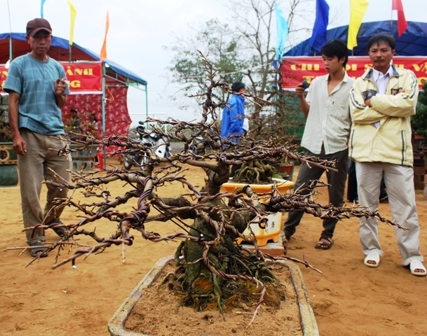 Mai bon sai rất có giá trị