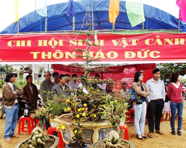 Làng mai Háo Đức là thôn đầu tiên phát triển nghề trồng mai ở Nhơn An