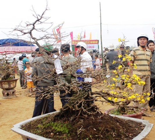 Cây mai được tạo theo thế thác đổ rất giá trị