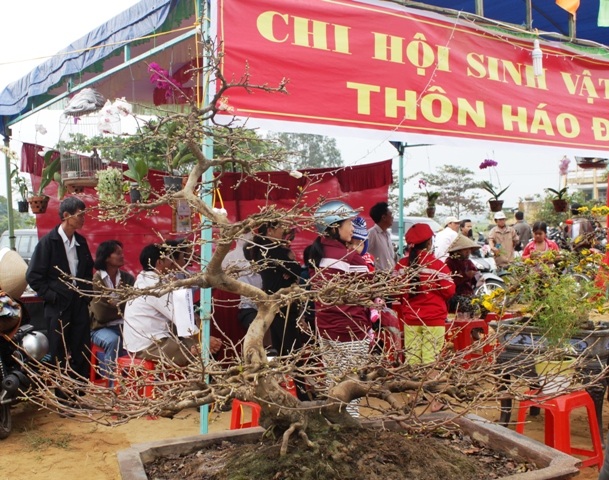 Ngất ngây với mai vàng Nhơn An ngày cận Tết