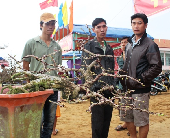 Mai bon sai rất có giá trị