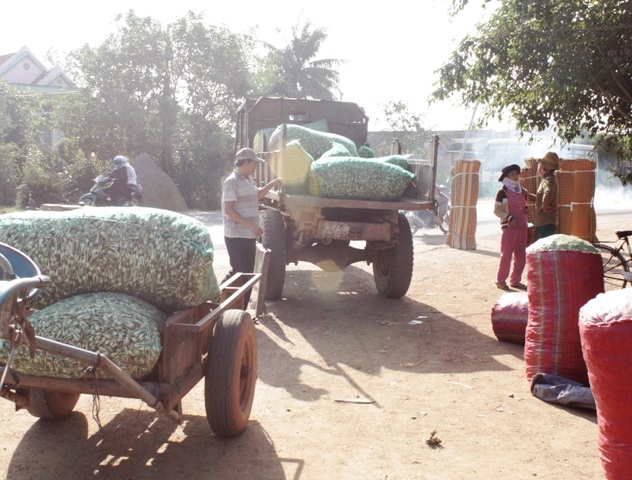 Người trồng kiệu Tết Phù Mỹ phấn khởi vì được mùa, được giá