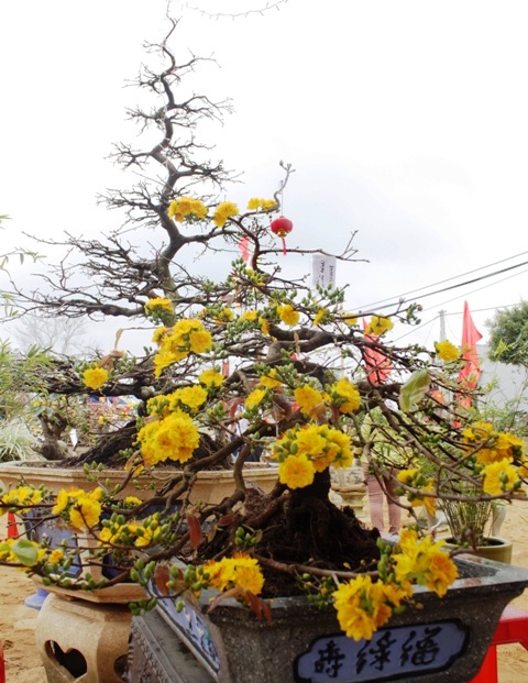 Mai xuân bắt đầu khoe sắc