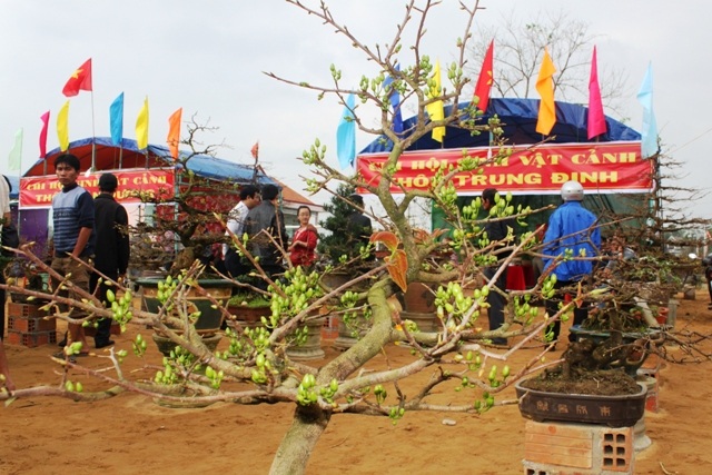 Ngất ngây với mai vàng Nhơn An ngày cận Tết