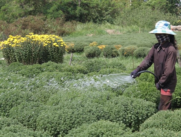 1 ngày trước Tết, hoa chưa nở nhưng chị Liễu vẫn cố gắng trong vô vọng (Ảnh: Doãn Công).