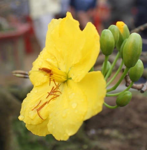 Ngất ngây với mai vàng Nhơn An ngày cận Tết