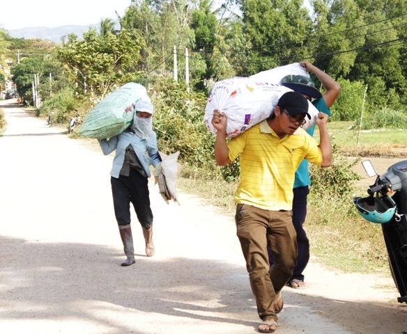 Người dân khẩn trương nhổ kiệu cho kịp mùa Tết