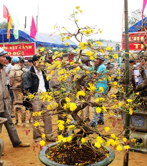 Mùa xuân đang về trên những cánh mai