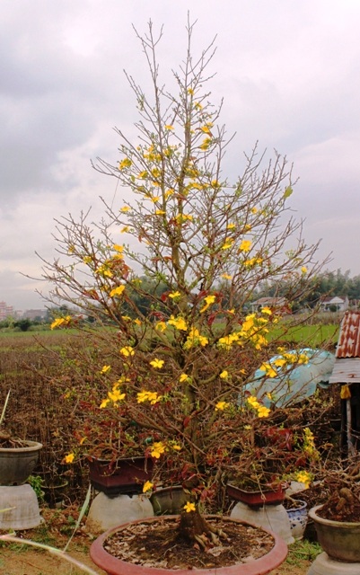 Mùa xuân đang về trên những cánh mai