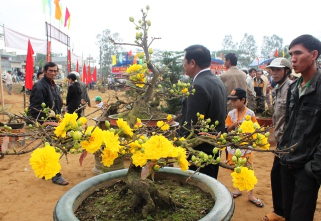 Mai bon sai rất có giá trị