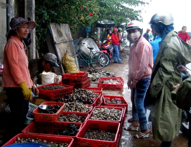 Sò huyết dày đặc đầm mỗi ngày người dân bắt so cho thu nhập 300 - 400 ngàn đồng.