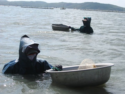 Hàng trăm người dân xuống đầm bắt sò huyết