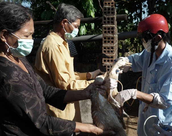 Lực lượng thú y Bình Định tiêm phòng cho đàn gia cầm