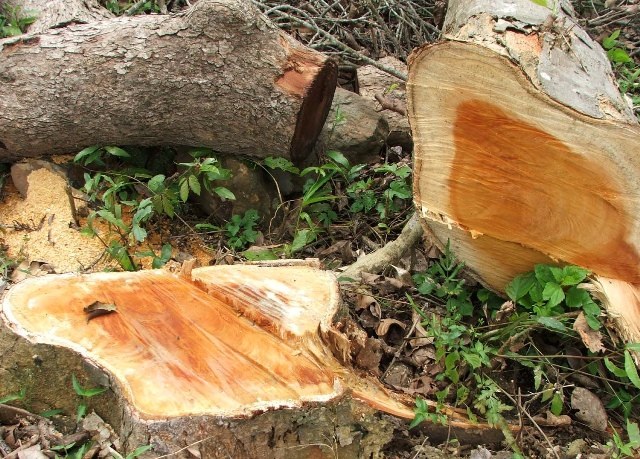 Hàng ngàn hecta rừng bị phá để làm thủy điện nhưng đến nay vẫn chưa trồng lại rừng