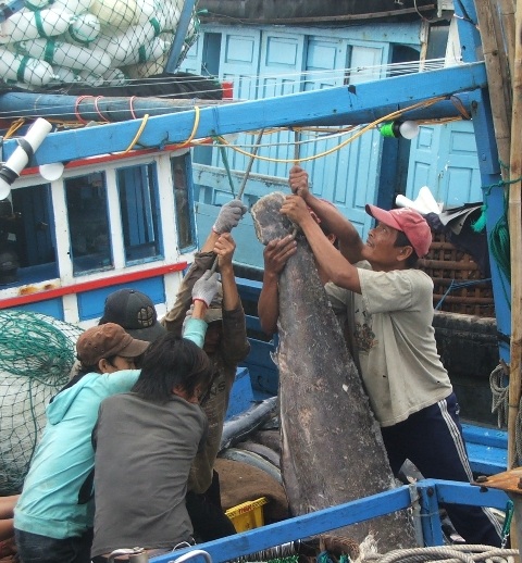 Cá ngừ đại dương đang đem lại thu nhập cao cho người dân