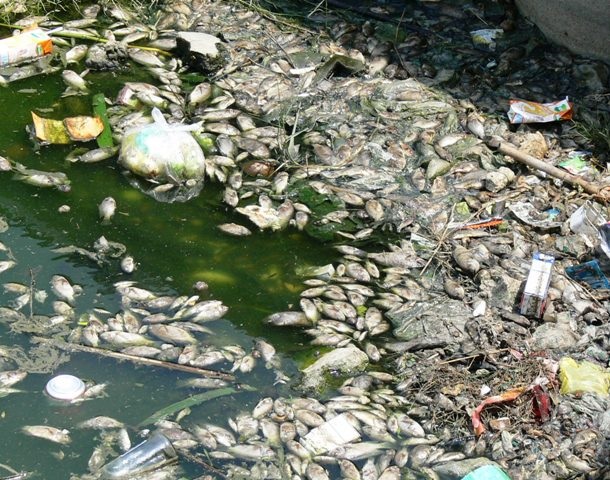 Cá chết dạt vào bờ dày đặc bốc mùi thối nồng nặc