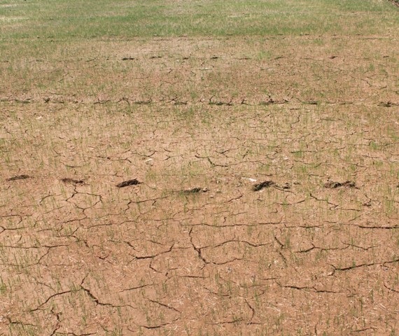 Ruộng đồng nứt nẻ