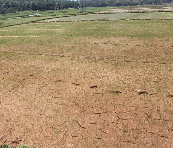 Ruộng đồng nứt nẻ