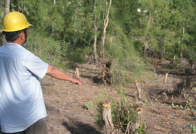 Rừng phòng hộ bị chặt phá (Ảnh minh họa)